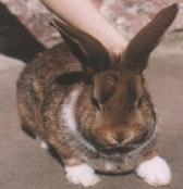 Kaninchen1